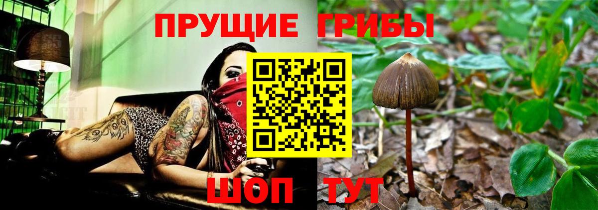 Галлюциногенные грибы GOLDEN TEACHER  Вход с VPN  Строитель  Галлюциногенные грибы MAGIC MUSHROOMS 